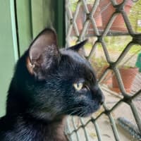 Photo of Petie