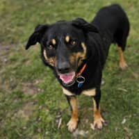 Photo of Banjo