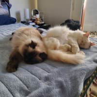 Photo of Bobby & Brown *9 Lives Project Rescue*