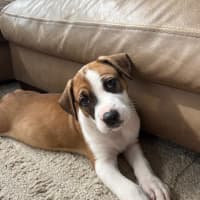 Photo of Remi   8 Week Old Cattle Dog X Staffy