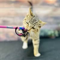 Photo of Tilly   Located In Preston 