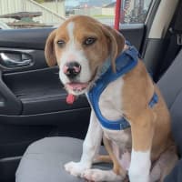 Photo of Sparky