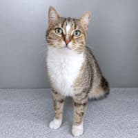 Photo of Mocha