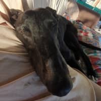 Photo of Bob
