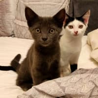 Photo of Shadow And Domino