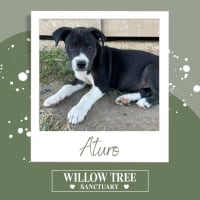 Photo of Aturo