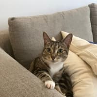 Photo of Kitty