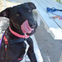 Photo of Dot