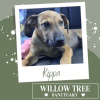 Photo of Kippa