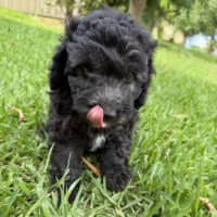 Photo of Baxter
