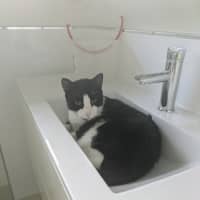 Photo of Oscar