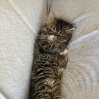 Photo of Beef Wellington