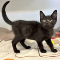 Photo of Guinness