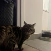 Photo of Benji