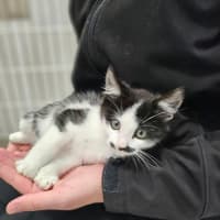 Photo of Alfred**2nd Chance Cat Rescue**