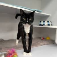 Photo of Ziggy