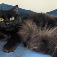 Photo of Suki