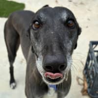 Photo of Angel The Greyhound