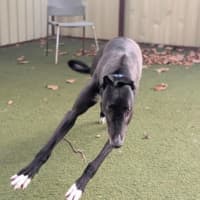 Photo of Snoopy