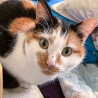 Photo of Mara