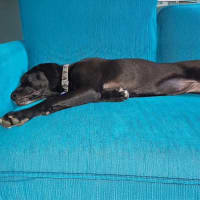 Photo of Nelly   4 Month Old Great Dane X (On Trial)