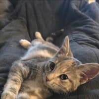 Photo of Peanut