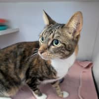 Photo of Nala 