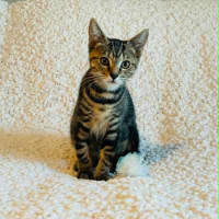 Photo of Wetta 