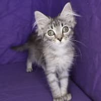Photo of Gadget