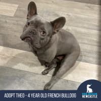 Photo of Theo   4 Year Old French Bulldog