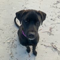 Photo of Pipi