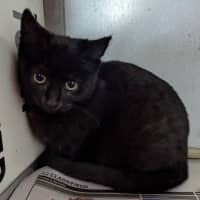 Photo of Mushroom Magee