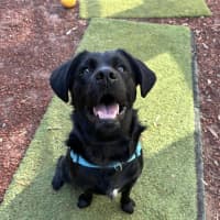 Photo of Shadow