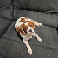 Photo of Elsa 