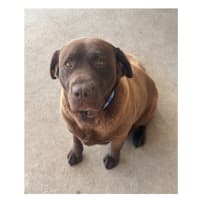 Photo of Macey