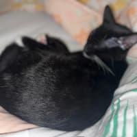 Photo of Romeo