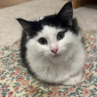 Photo of Biscuit