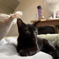 Photo of Ivy