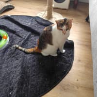 Photo of Mango / Cleo