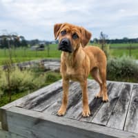 Photo of Lotti