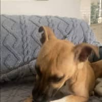 Photo of Phoebe