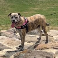 Photo of Heff   6 Year Old Staffy X