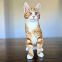 Photo of Monkey   Located In Templestowe