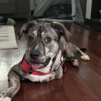Photo of Pixel