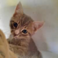 Photo of Rambo