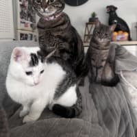 Photo of Subi