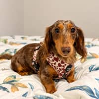 Photo of Oakleigh