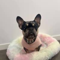 Photo of Oreo   3 Year Old French Bulldog