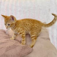 Photo of Ziggy   In Foster Care In Croydon