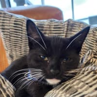 Photo of 🌸Penelope🌸